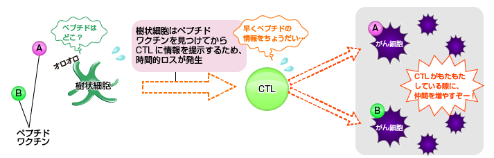 ペプチドワクチンを単独投与した場合