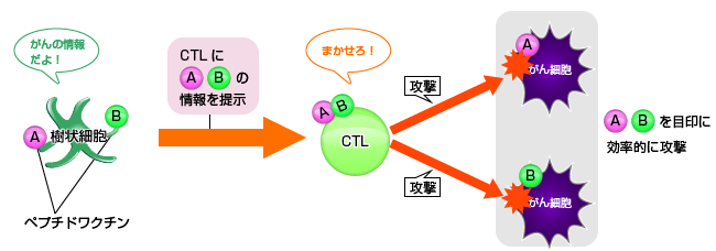 分子標的樹状細胞にペプチドワクチンを搭載した場合